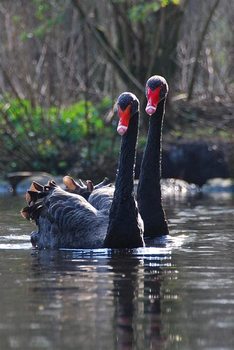 Black Swan Specialist Group