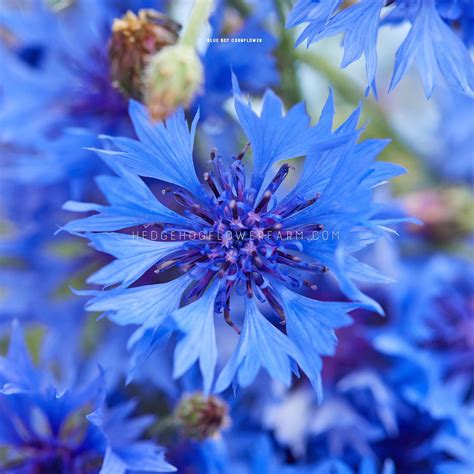 Centaurea Cyanus Blue Boy Seeds Blue Cornflower Easy To Grow