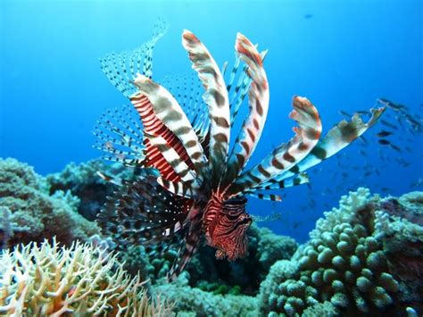 Fay3 صور لـ بحر الغوص سمكة الأسد محيط تحت الماء الشعاب المرجانية