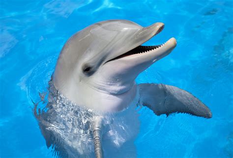 Dolphins Have Human Personality Traits Earth Com