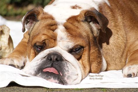 Baggy Bulldogs | Bulldog, English bulldog, Baggy bulldogs