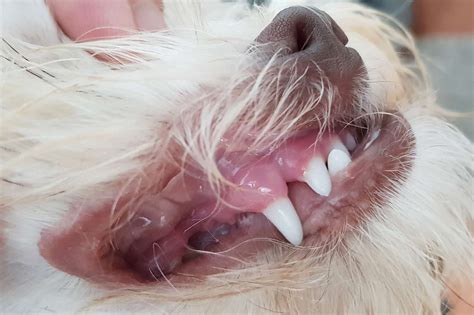 Wann sich die ersten milchzähne zeigen, ist von kind zu kind unterschiedlich. Milchzähne: Wann kommt der Zahnwechsel beim Hund ...