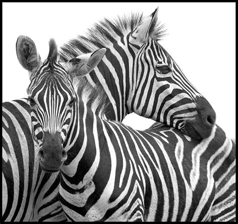 Zebra Pair Black And White Stripes Zebra Art Zebras Animal Zebra