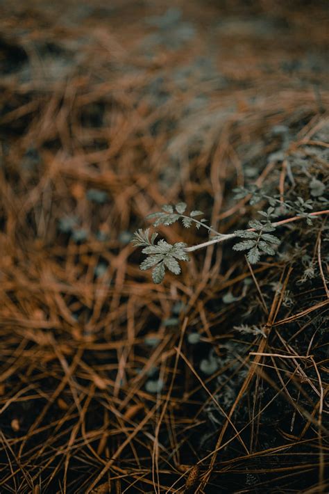 Plant Macro Grass Dry Hd Phone Wallpaper Peakpx