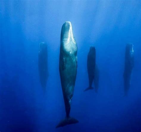 This Is How Whales Sleep Under The Sea Top10animal