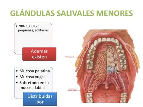 Glándulas Salivales Embriología Anatomía Y Fisiología