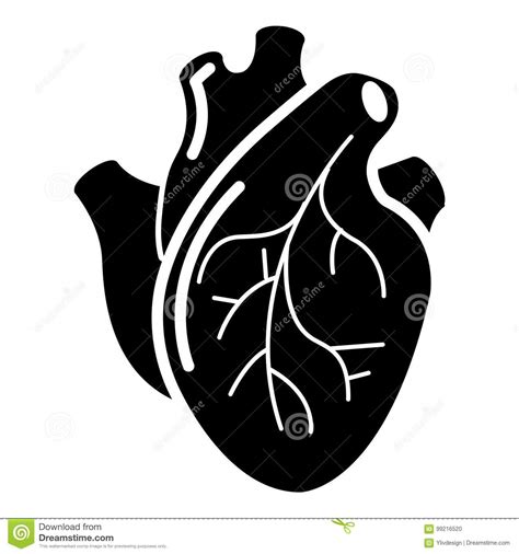 Heart Organ Thin Line Icon Human Heart With Aorta And Arteries Outline