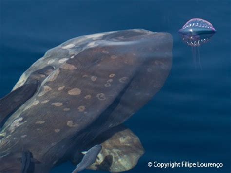 Pra quem não sabe o peixe lua é o maior peixe ósseo do planeta, essa aberração chega a pesar até okay op, você provou que a existência do peixe lua é uma evidência que deus abandonou a. Exposição Ecossistemas Naturais dos Açores - Mar Aberto ...