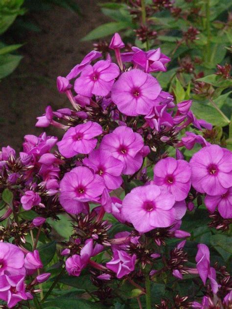 However there are many for best results grow in partial shade, water regularly and deadhead spent blooms to prolong flowering. Phlox paniculata 'Purple Paradise' - Hohe Flammenblume ...