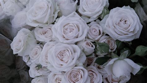 Bunch Of White Rose Flowers 4k Hd Rose Wallpapers Hd Wallpapers Id