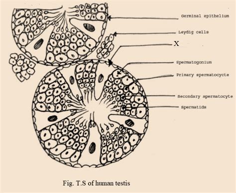 Draw A Welllabelled Diagram Of The TS Of Human Testis