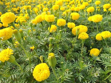 My Clicks Marigold Genda Flower
