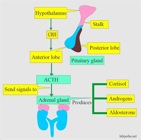 Adrenal Gland Hormones Interpretation Cortisol And Aldosterone