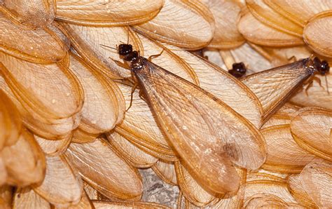 Drywood Termites Swarmers