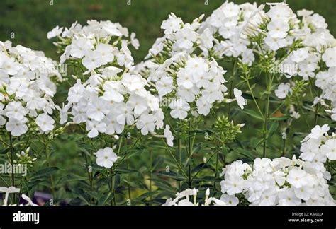 White Garden Phlox Stock Photo Alamy