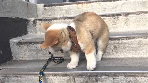 When his owner brought him out and put him down in front of the stairs, his reaction is priceless! Corgi Puppy Scared of Stairs - YouTube