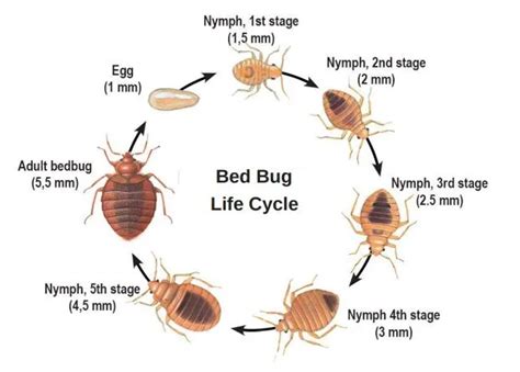 Bed Bug Identification The Bugman Pest Control