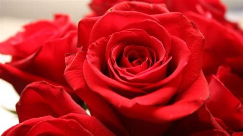 Red Rose Wallpaper Flowers Hd Wallpapers