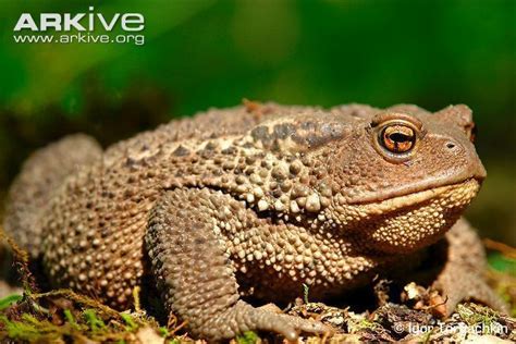 Caucasian Toad Alchetron The Free Social Encyclopedia