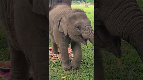 Meet Baby Wan Mai Elephants Wildelephants Shorts Youtube