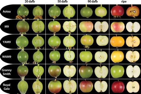 It can only grow in the center of a 3x3 square, each square of which must be kept completely clear of objects, flooring, and terrain features (including grass). . Fruit development series of apples used in carotenoid ...