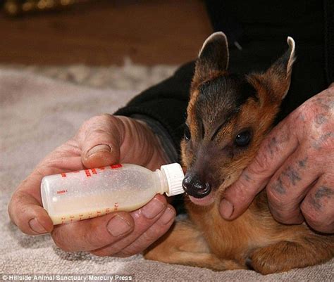 Muntjac Fawn Survives Against The Odds After Being Cut From Its Mother