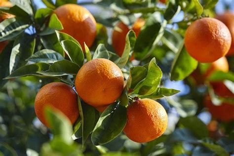 Mandarin Orange Tree Citrus Reticulata Seeds Outdoors Fruit Pot Plant