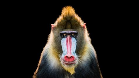Monos Fotos De Monos Características Y Cuántos Tipos Hay