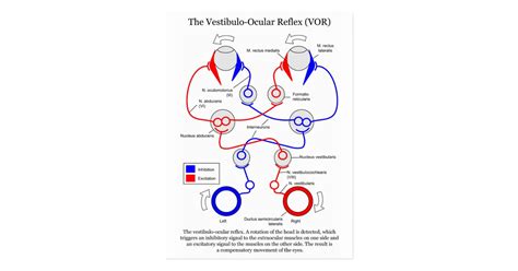 We did not find results for: Vestibulo Ocular Reflex VOR Eye Movement Stabilize ...