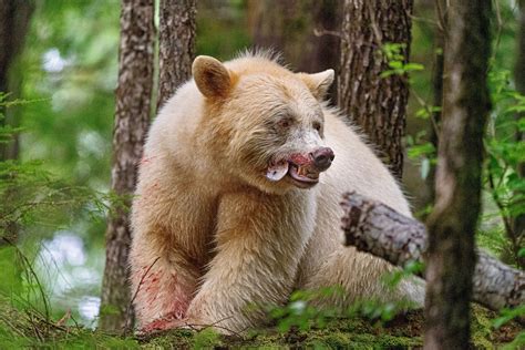 Great Bear Rainforest Imax Spirit Bear Lodge