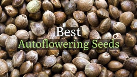 Best Autoflowering Seeds Feminized Autoflowering Cannabis Strains