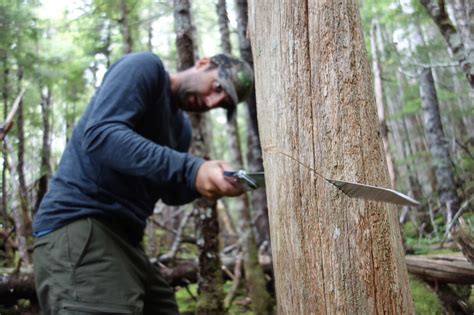 The Majesty And Mystery Of Alaska Yellow Cedar Geophysical Institute