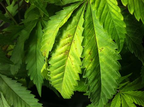Maybe you would like to learn more about one of these? Please help!!! Do I have fungus gnats?!?!? - Cannabis ...