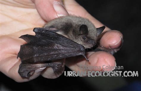 Western Small Footed Bat Myotis Ciliolabrum The Urban Ecologist