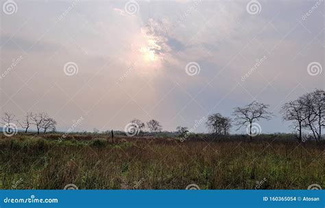 The Indian Monitor Lizard Stock Photo Image Of Grassland 160365054