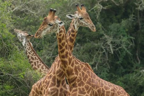 Uganda Wild Wonders Africa