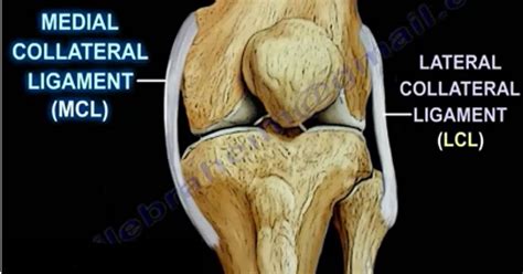 Medial Collateral Ligament Injuries Huffpost