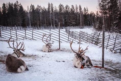 Visit To Reindeer Farm And Self Ride Sleigh Taxari Travel Agency Lapland