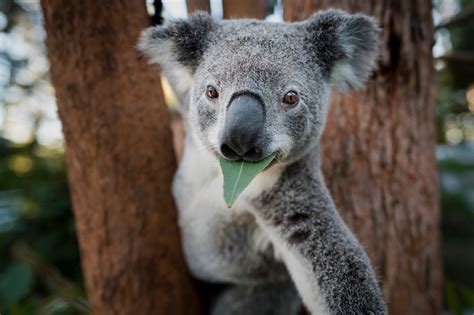 Online shopping from a great selection at koala lifestyle store. Koala habitats in Australia are being destroyed ...