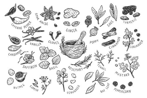 Spices And Herbs Vector Spices And Herbs How To Draw Hands