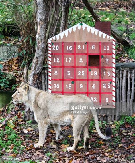 Advent Calendar Photo Photos And Premium High Res Pictures Getty Images
