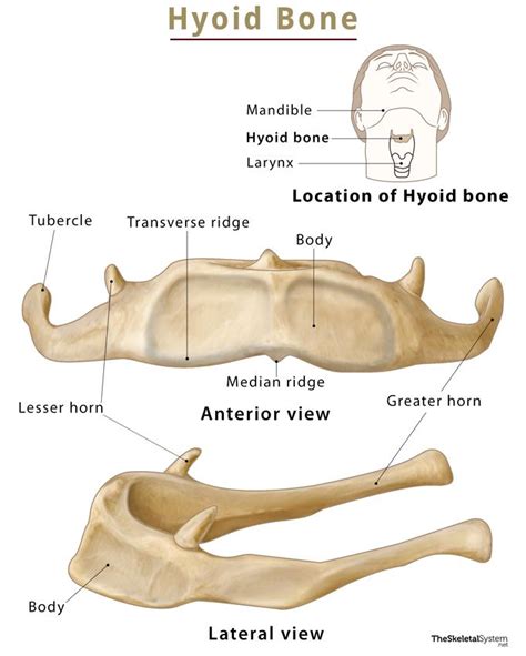 Hyoid Bone Location Functions Anatomy And Labeled Diagram