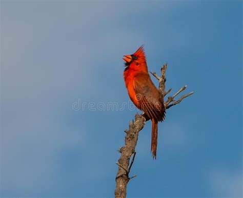 Singing Cardinal On Top Of The World Stock Photo Image Of Face Bird
