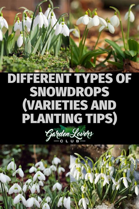 Different Types Of Snowdrops Varieties And Planting Tips Garden