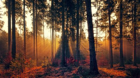 4600416 Autumn Bright Sunbeam Forest Sunlight Trees Fog Rare