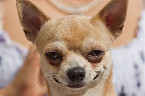 10 Most Amazing Things About Chihuahua Dogs Chihuahua Facts