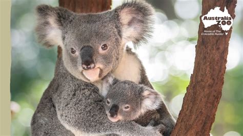 Its Koala Weigh Day Australia Zoo Life Youtube