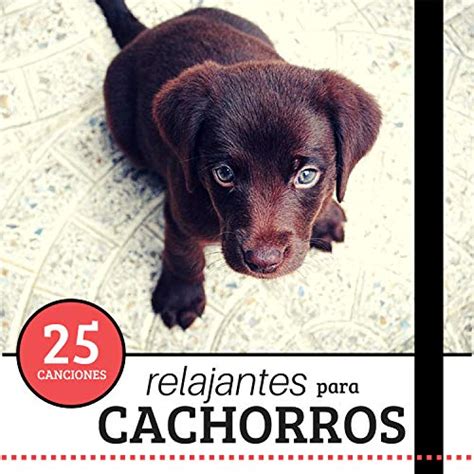 También puedes ser casa de acogida o colaborar. Casa acogida perro 【 ANUNCIOS Noviembre 】 | Clasf