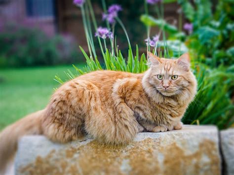 Maine Coon Care and Training | UK Pets