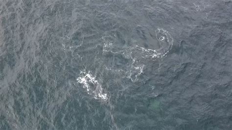 buckelwale erstmals in australien bei der „bubble net fütterung“